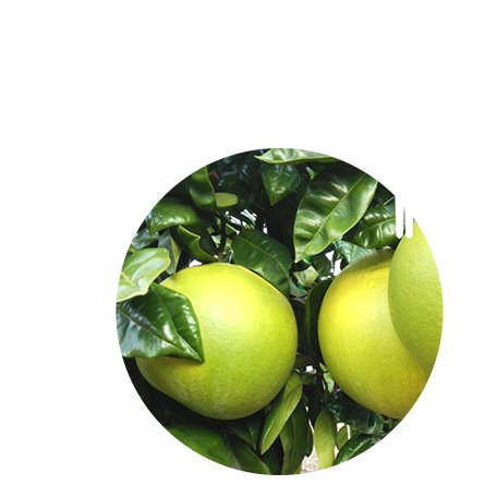 ①自社栽培の島原産ざぼん収穫！皮が厚い時がざぼん漬に最適。